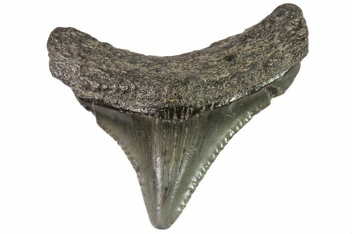 Juvenile Megalodon Tooth - Georgia #83710